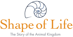 Shape of Life logo
